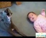 !سگی با احساس که گریه بچه رو ساکت میکنه!