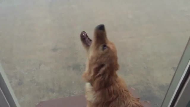وقتی یک سگ برای اولین بار باران میبیند