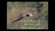 کلیپ پرندگان گیلان: کورکور سیاه Black Kite