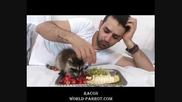 baby-raccoon بچه راکن بچه راکون
