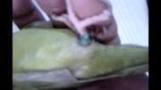 حنا  کوچکترین طوطی دنیا. 1