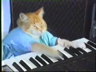 گربه نوازنده!
