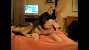 Husky Dog Talking - - I love you -.flv