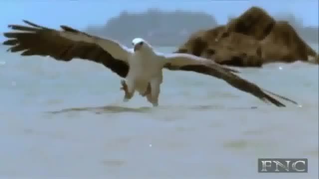 حمله شگفت انگیز عقاب ها