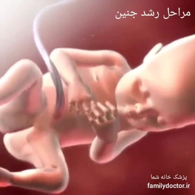 مراحل رشد و تکامل جنین