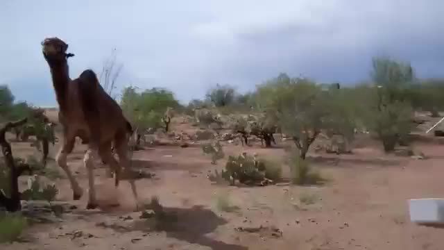 فرار و ترسیدن شتر ...خخخخ