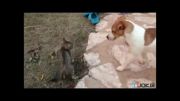 بازی کردن بچه گربه و میمون
