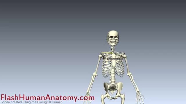 clavicle anatomy