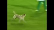 سگ بازیگوش مسابقه فوتبال را به هم ریخت!