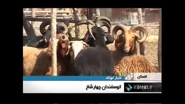 پدیده نادر گوسفند چهارشاخ در ایران