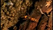 سیستم دفاعی جالب زنبورها برای مقابله با دشمن