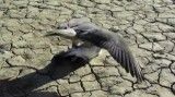 شکار کبوتر توسط شاهین(HD)