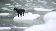 نجات سگ از آبهای یخ زده