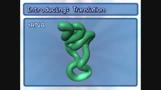 فرآیند ترجمه mRNA