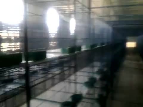 مزرعه پرورش طوطی در پاکستان