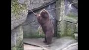 خرس كوچولوی شیطون