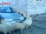 گوسفندان و ماشین