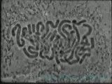 سیتوکینز سلول گیاهی از دیدگاه میکروسکوپ الکترونی