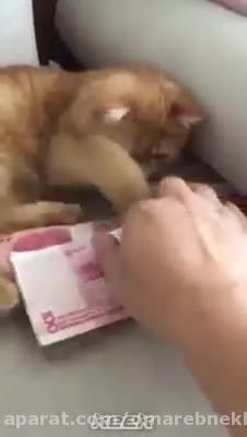 این گربه هم فهمیده که پول چقدر در زندگی اهمیت دارد