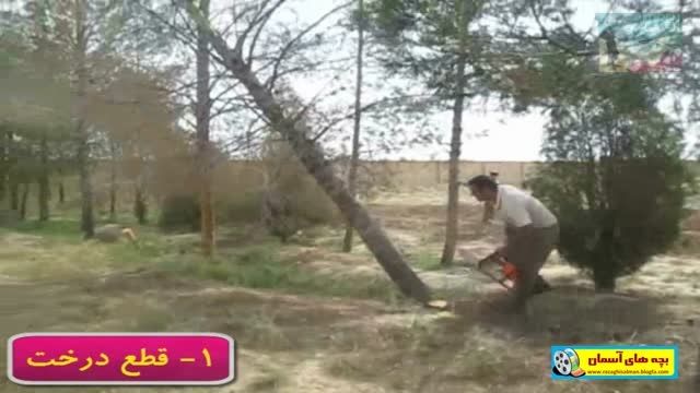 قطع و نابودی درختان مدرسه شهید منتظری سفیدشهر