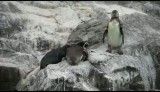 شوخی پنگوئن ها با هم