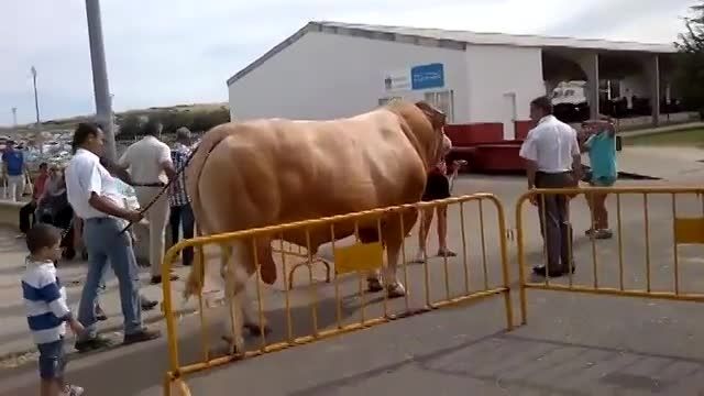 بزرگ ترین گاو