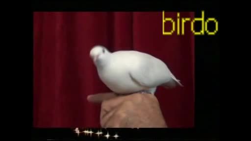 کبوترسفیدوقشنگ=la blanka bela kolombo
