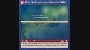 how spliceosomes process RNA