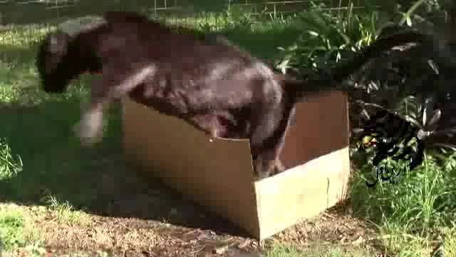 گربه سانان و معمای جعبه داشتن