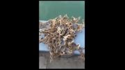 حیوان عجیب دریایی با صدها شاخک در سنگاپور
