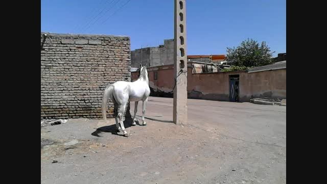 اسب عرب مصری پادشاه(زئوس)