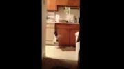 رقص سگ در آشپزخانه
