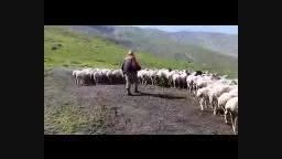 پشم چینی گوسفندان در ییلاق شهرستان شفت