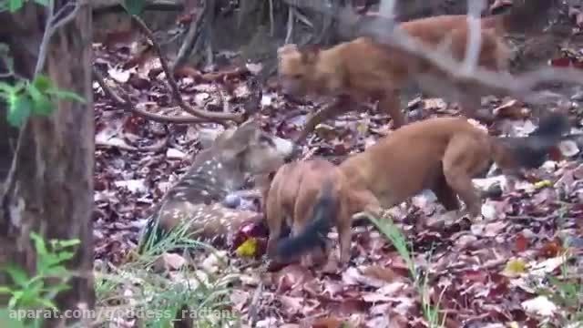 زنده خوردن اهو توسط دو سگ وحشی هندی