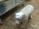 سگی که برای اولین بار در ایران تومور مغزیش برداشته شد