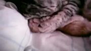 خوابیدن گربه کوچولو تو بغل مامانش