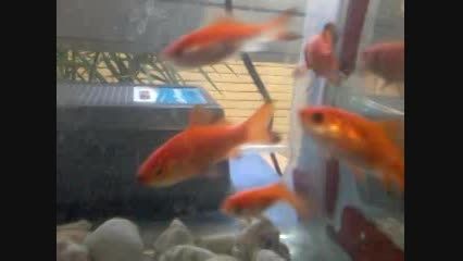 ماهی قرمز1