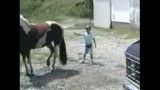 عاقبت مزاحمت برای اسب