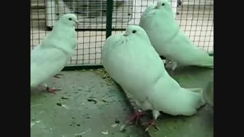 کبوتران مالتی سفید