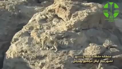 ثبت 2 قلاده پلنگ ایرانی در پرور مهدیشهر با دوربین