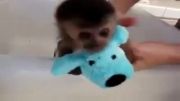 یه میمونه کوچولو و بامزه