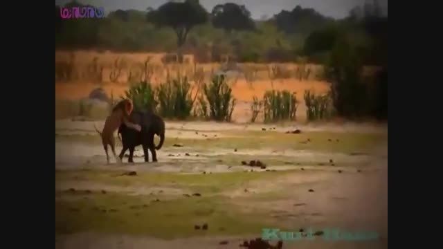 شیرهای نر فیل جوان را شکار کردند+فیلم ویدیو کلیپ