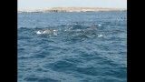 شنای دلفینها، جزیره هنگام