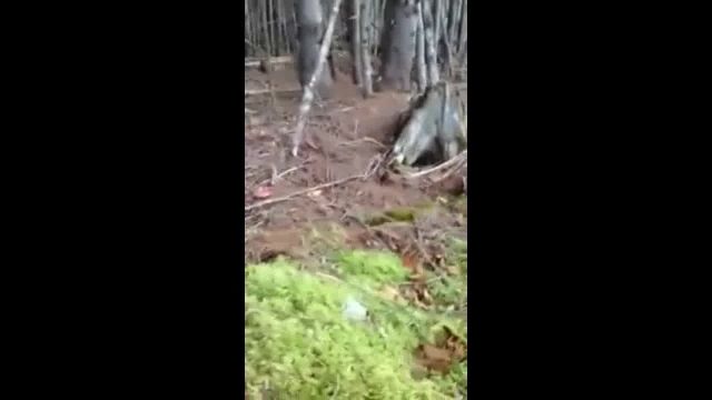 رانش زمین در جنگل های کانادا