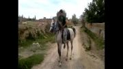 اسب عرب عراقی بندر شرفخانه