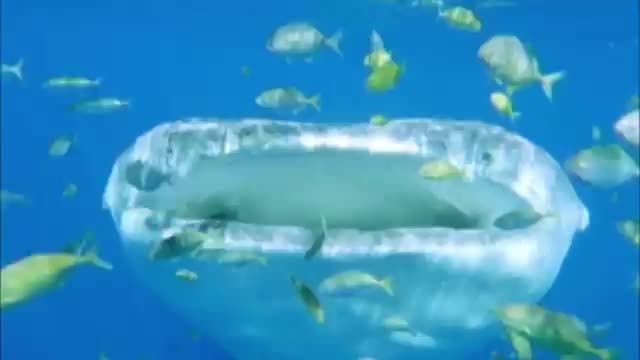 بزرگترین ماهی جهان &quot;کوسه نهنگ&quot; (عجب دهنی :O)