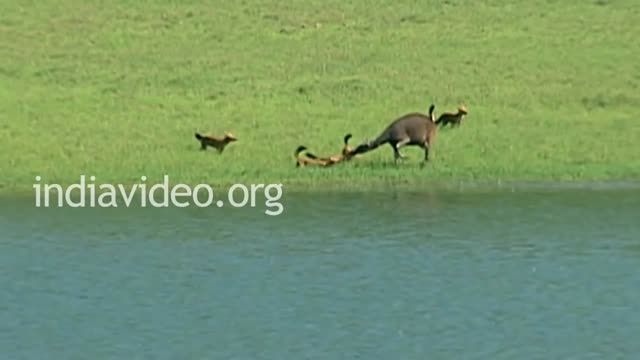 شکار گوزن توسط سگ وحشی هندی