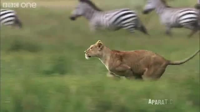 شکار تند و تیز بچه گوره خر توسط شیر