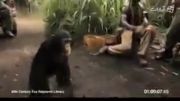 توفنگ دست میمون