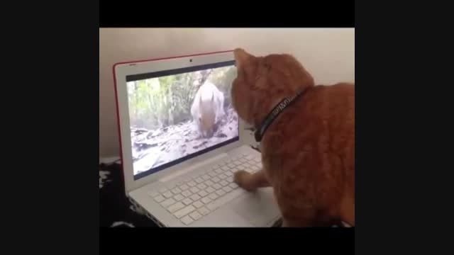 گربه و کامپیوتر